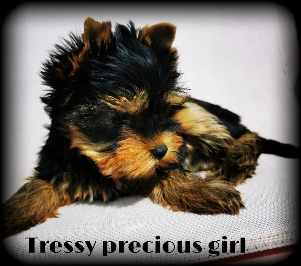 Tressy precious girl Des Pattes Impériales