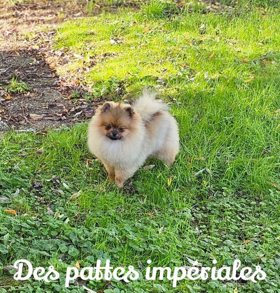 Vicci royauté Des Pattes Impériales