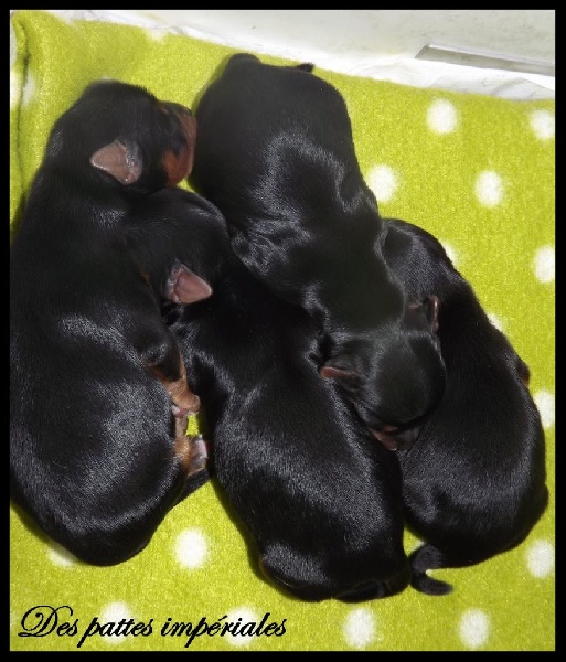 Des Pattes Impériales - Yorkshire Terrier - Portée née le 16/02/2015
