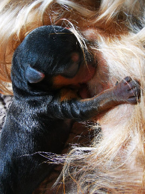 Des Pattes Impériales - Yorkshire Terrier - Portée née le 11/07/2023