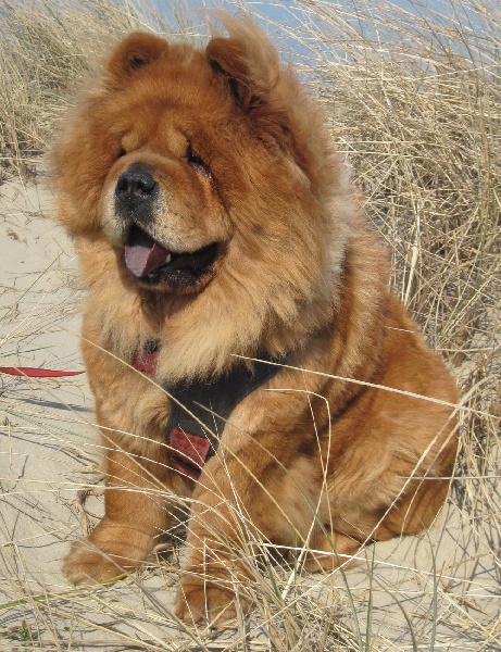 D'siara Titre Initial