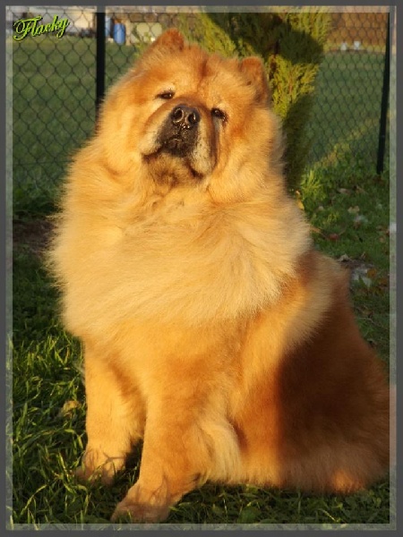 Flacky (Sans Affixe)