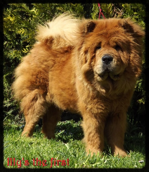 Des Pattes Impériales Illy's the first