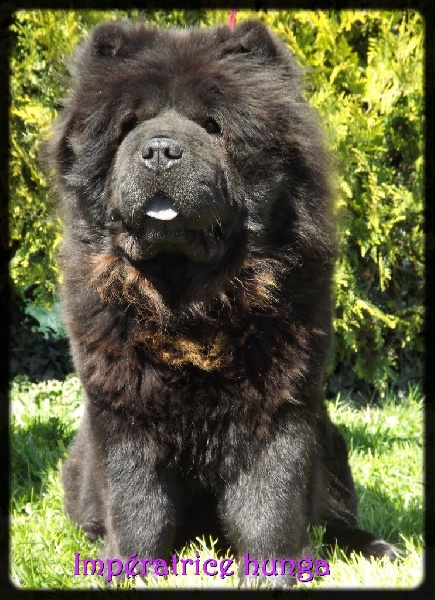 Des Pattes Impériales Impératrice hunga