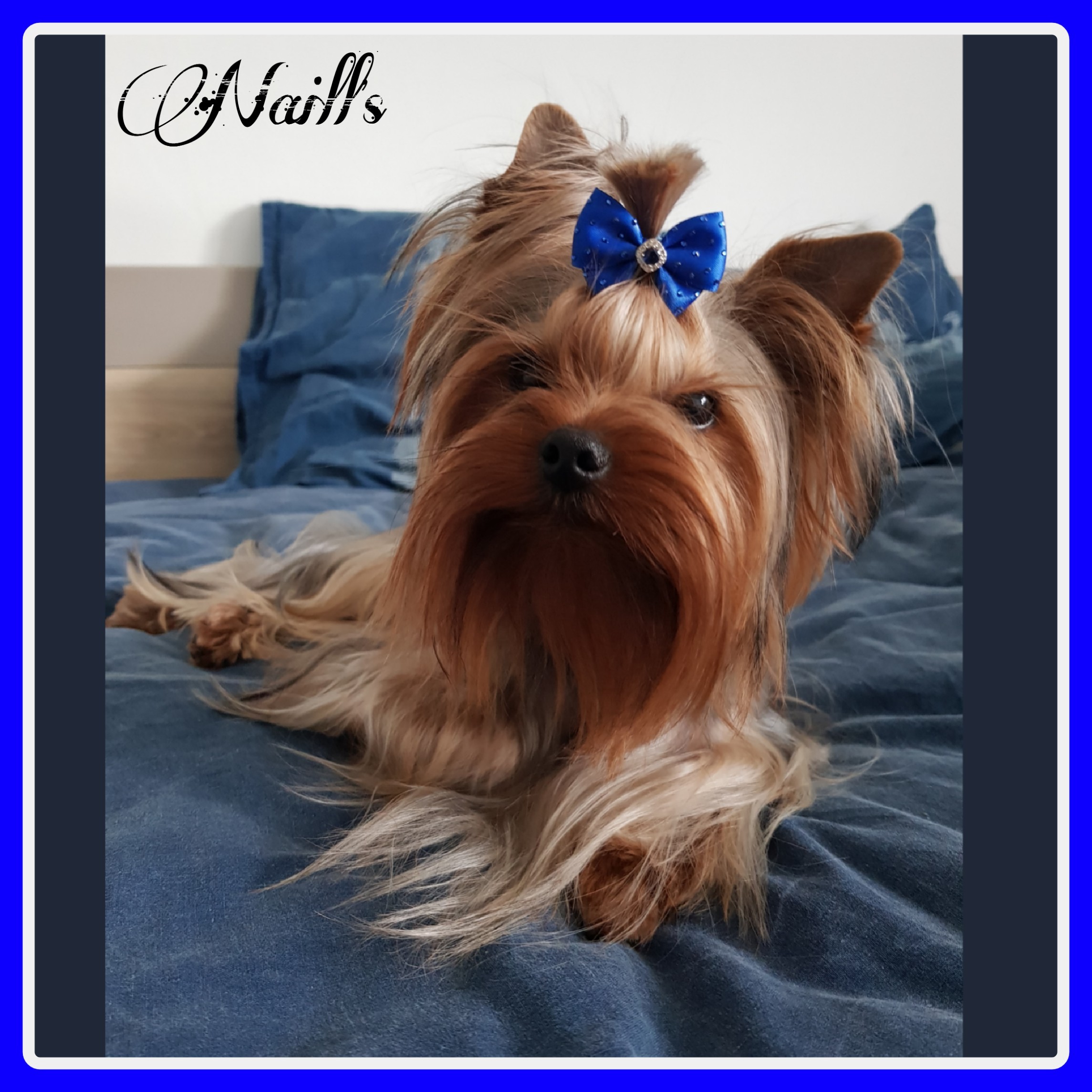 Naill's bandit Des Pattes Impériales