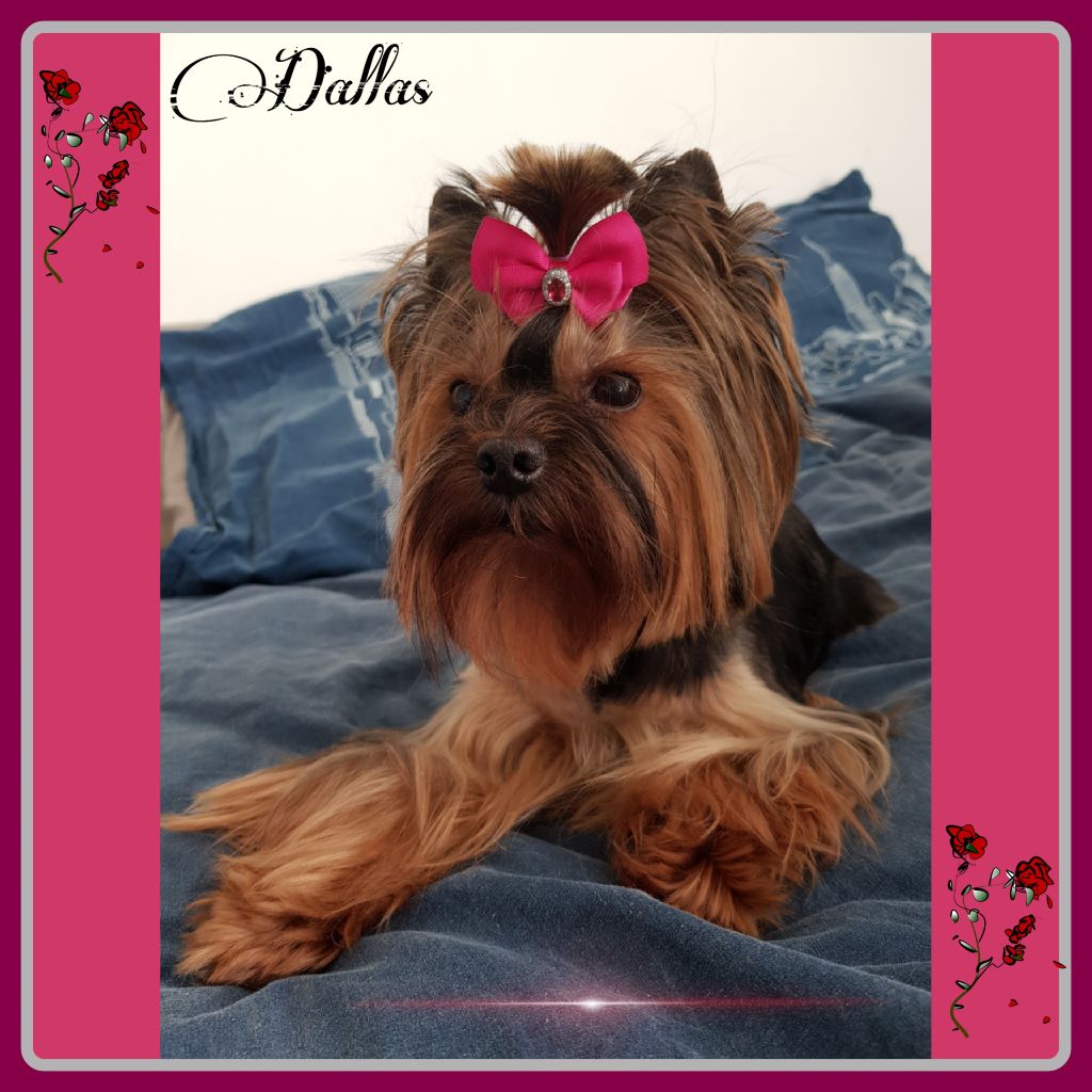 Dallas De la vierge doree