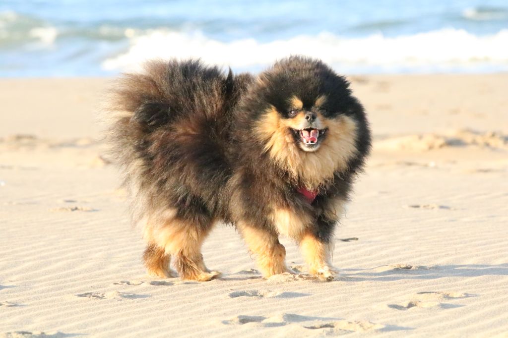 Nelssy l'exquise Des Pattes Impériales