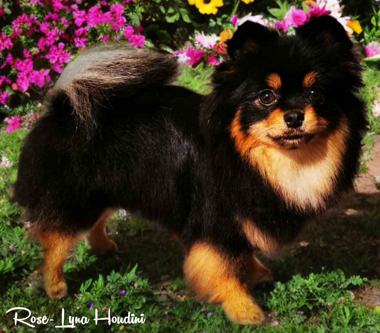 Rose-lyna houdini Des Pattes Impériales