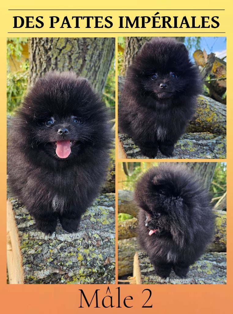 Chiots Spitz nain à réserver