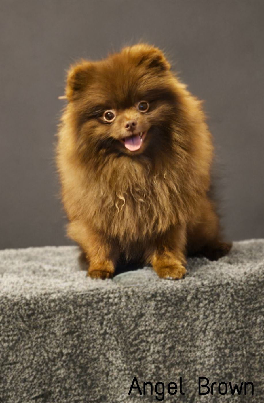 Jeune mâle Spitz chocolat