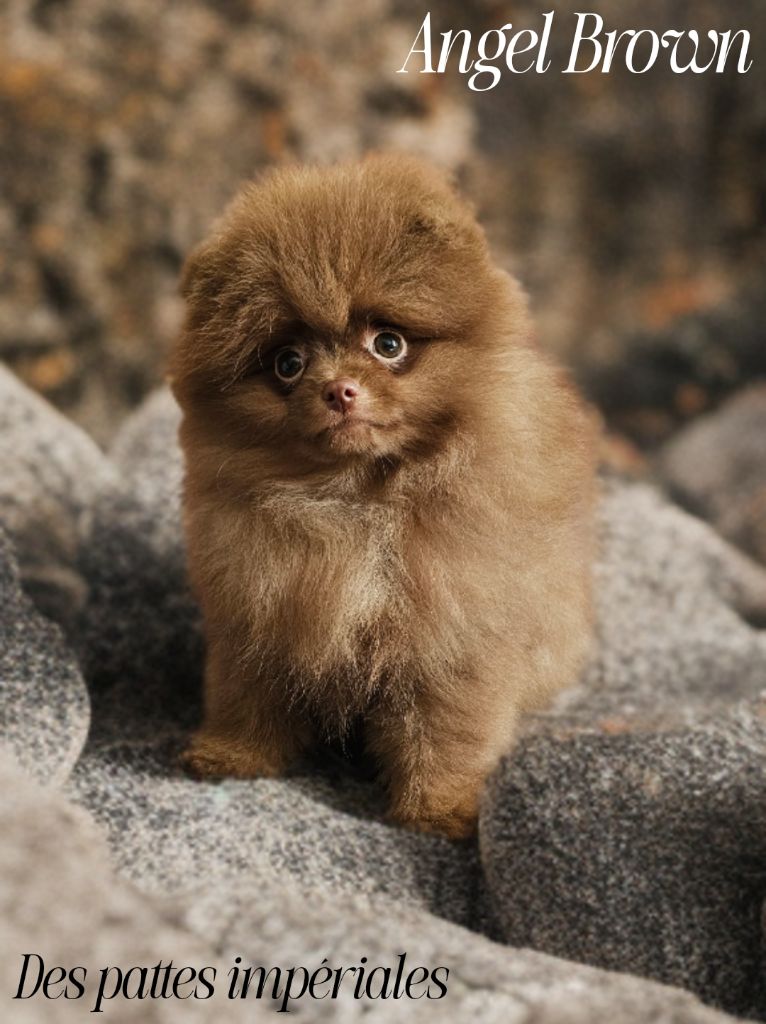 Chiots Spitz nain à réserver