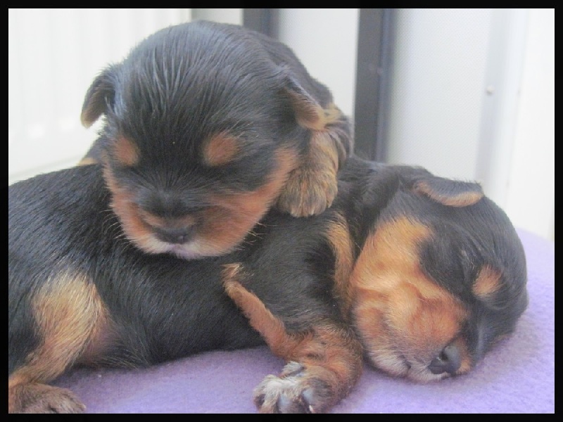 Des Pattes Impériales - Yorkshire Terrier - Portée née le 23/05/2013