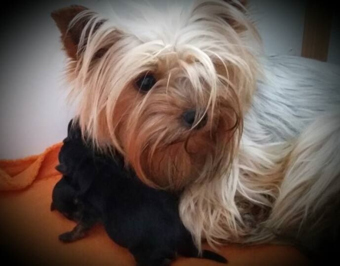 Des Pattes Impériales - Yorkshire Terrier - Portée née le 20/10/2015