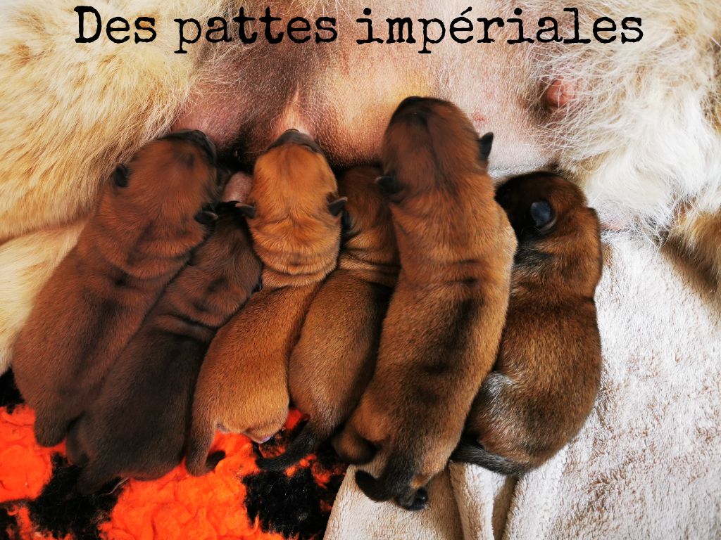 Des Pattes Impériales - Chow Chow - Portée née le 26/03/2022