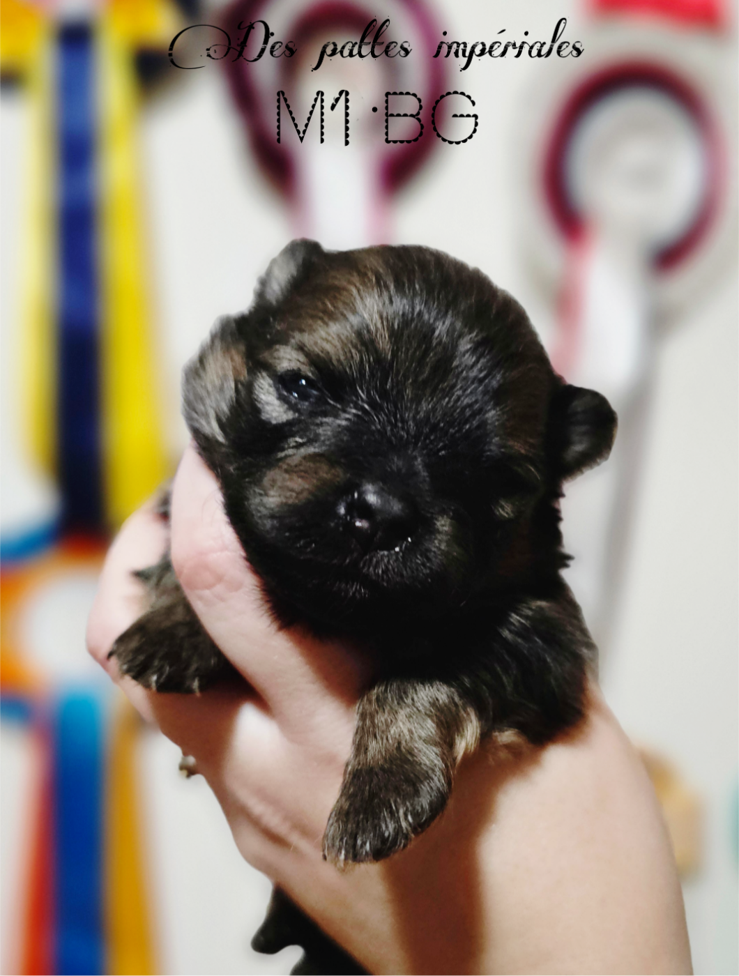 Des Pattes Impériales - Chiots disponibles - Spitz allemand