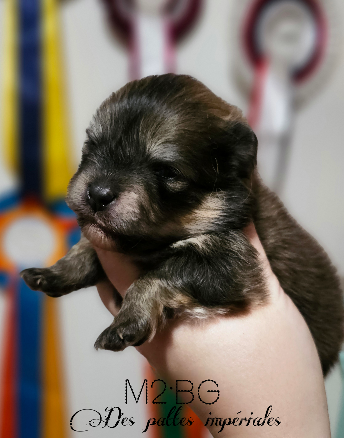 Des Pattes Impériales - Chiots disponibles - Spitz allemand