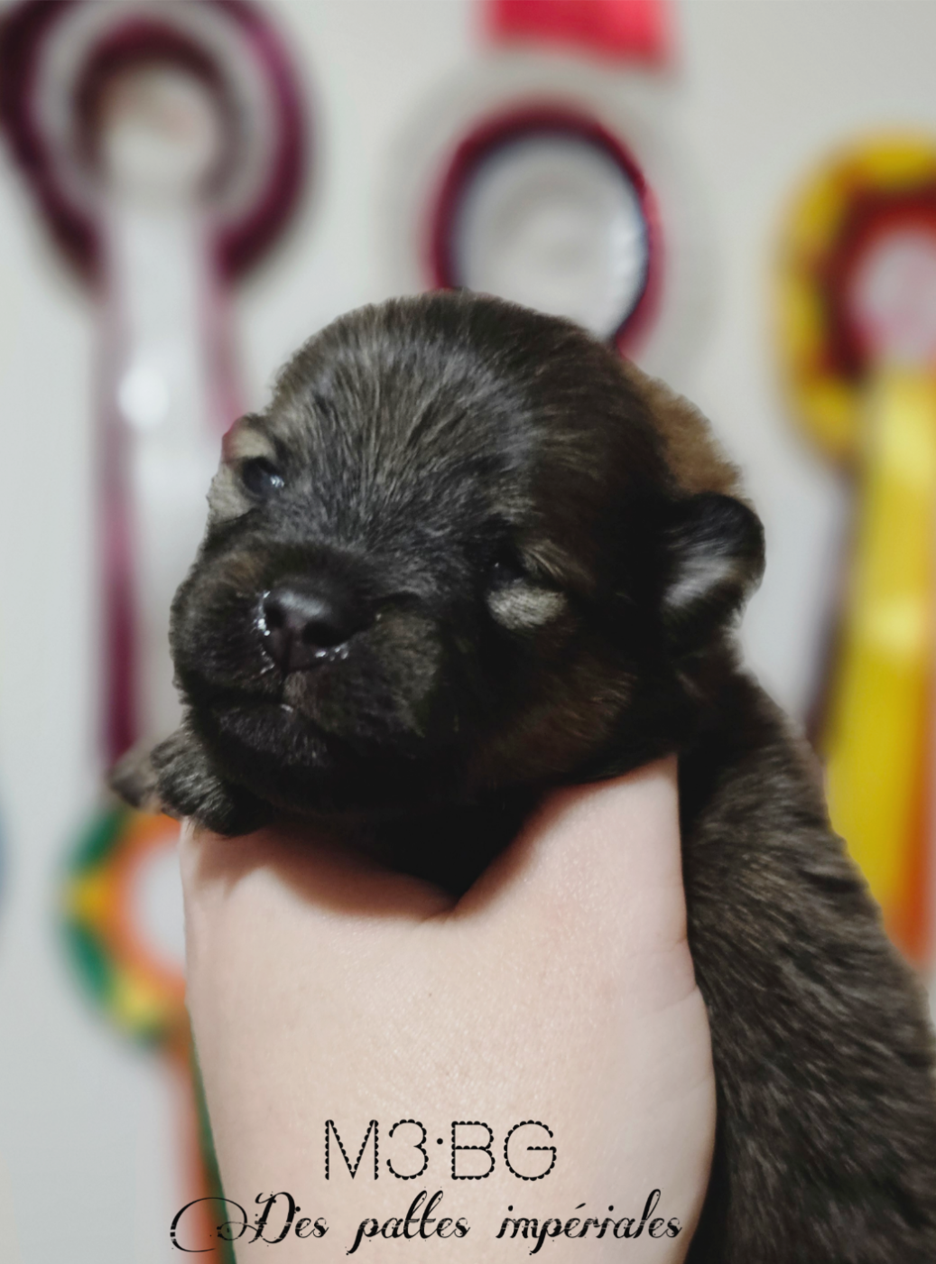 Des Pattes Impériales - Chiots disponibles - Spitz allemand