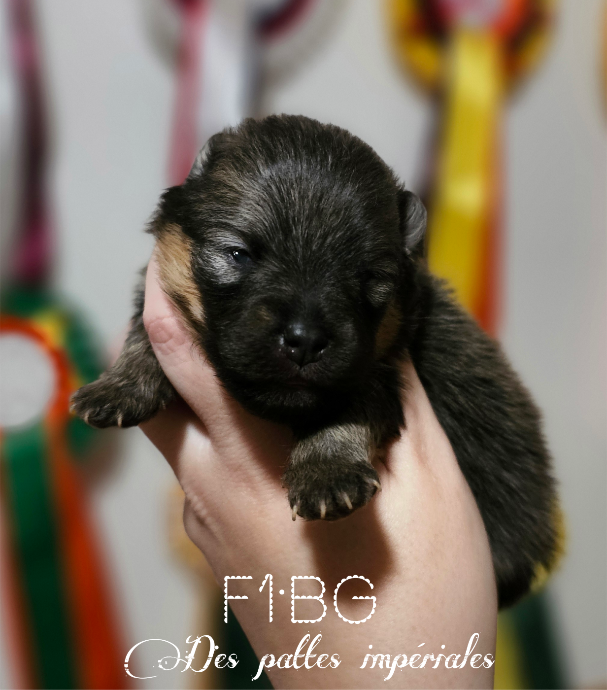 Des Pattes Impériales - Chiots disponibles - Spitz allemand