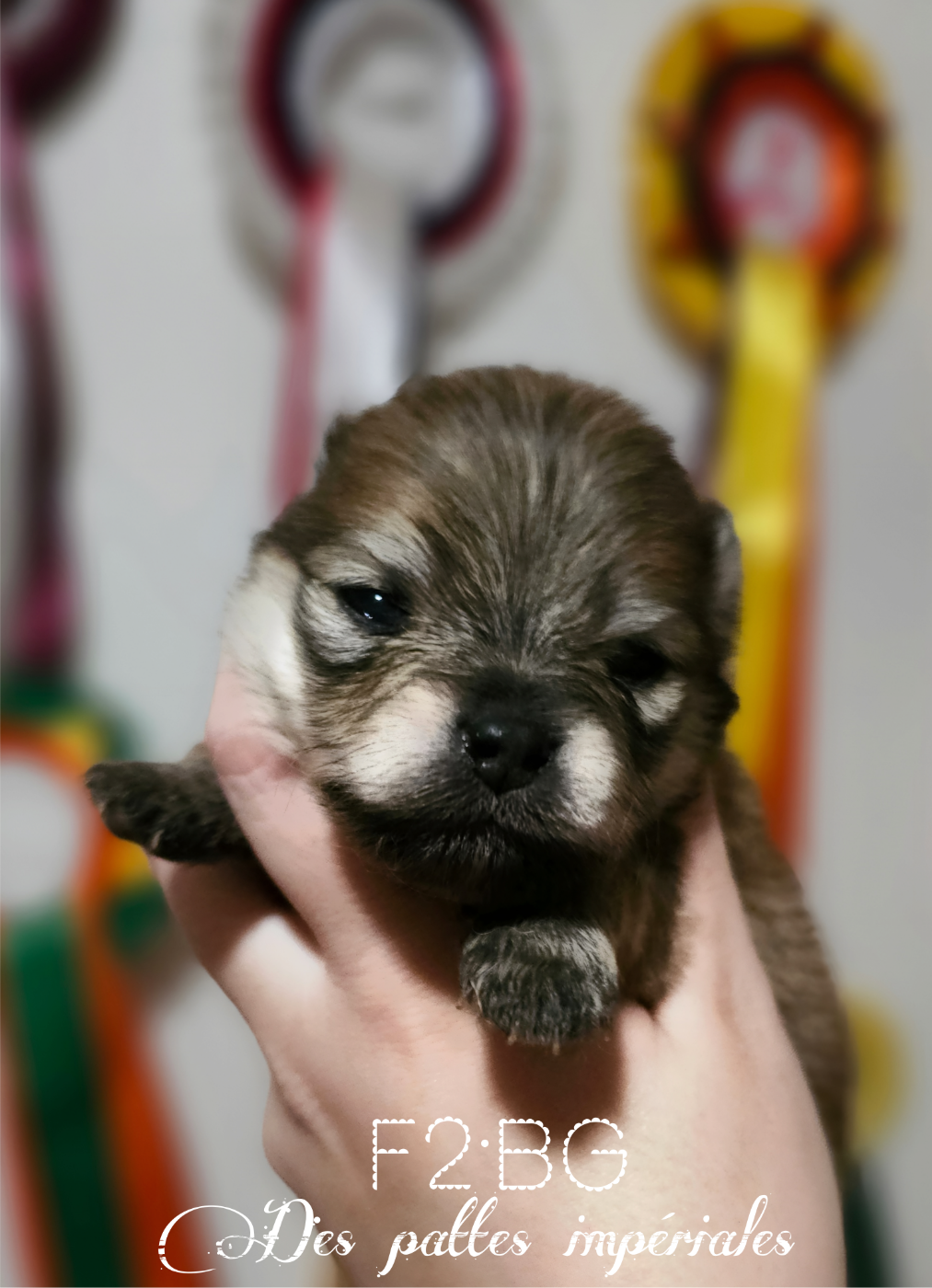 Des Pattes Impériales - Chiots disponibles - Spitz allemand