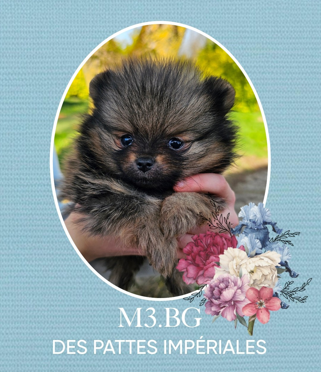 Des Pattes Impériales - Chiots disponibles - Spitz allemand