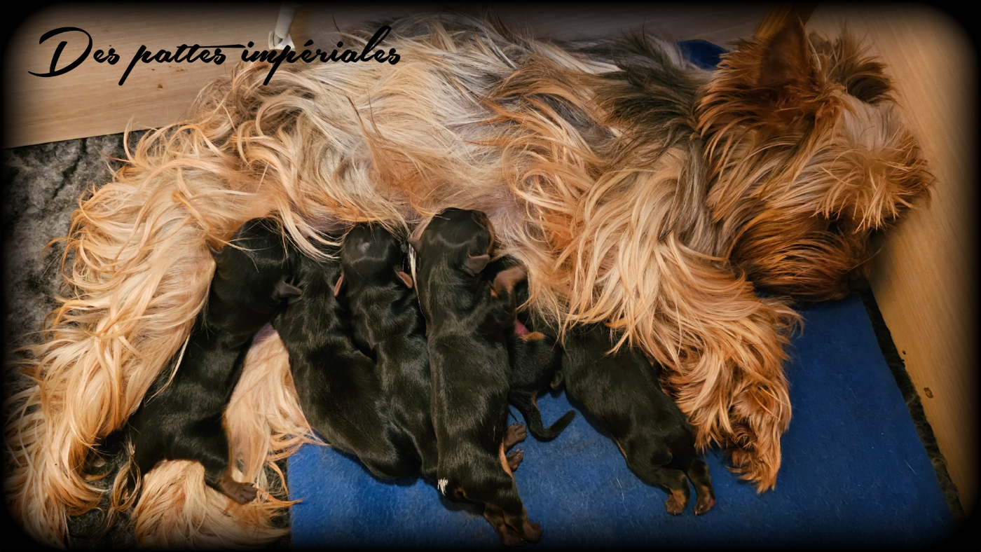 Chiot Yorkshire Terrier Des Pattes Impériales