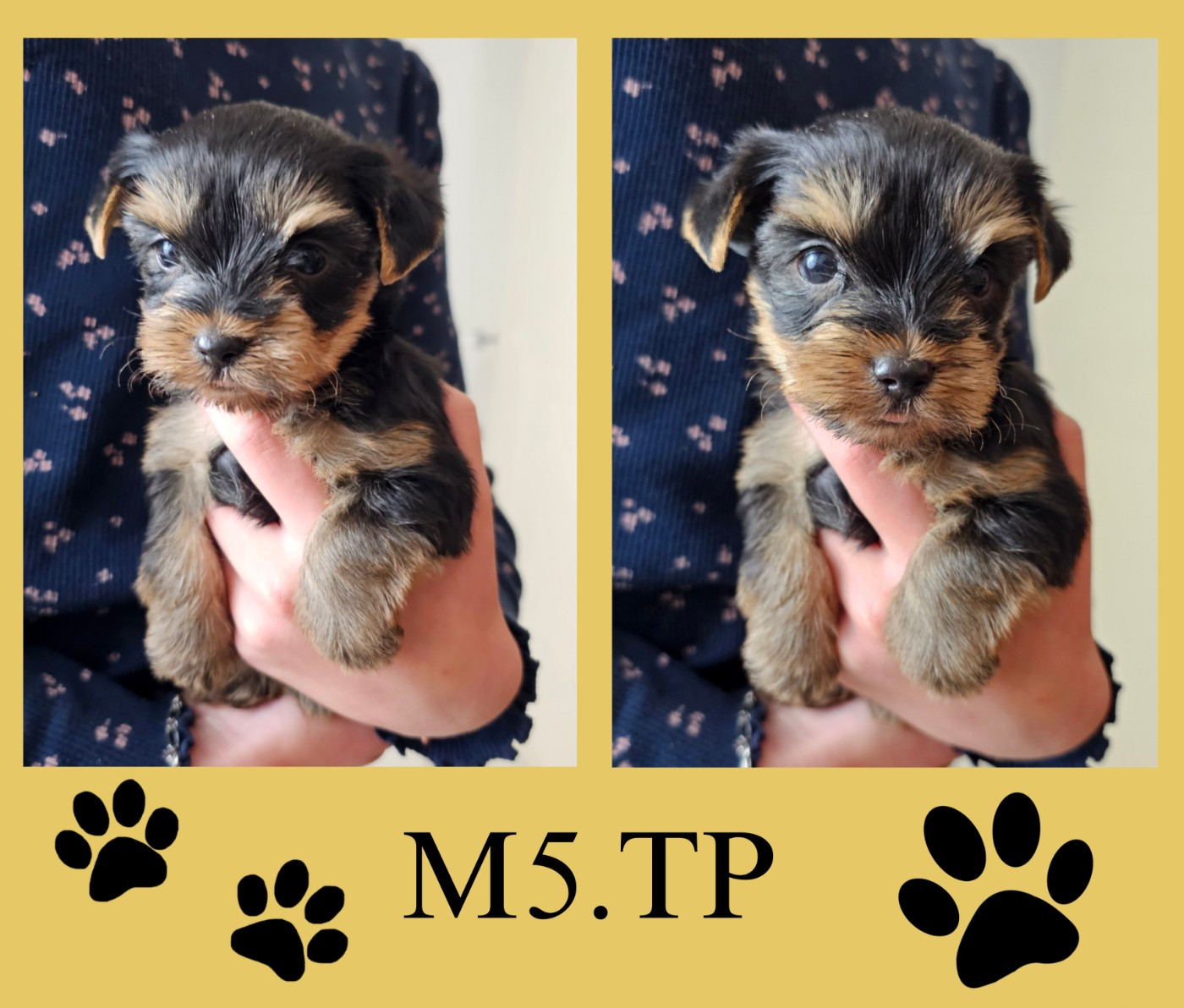 Des Pattes Impériales - Chiots disponibles - Yorkshire Terrier