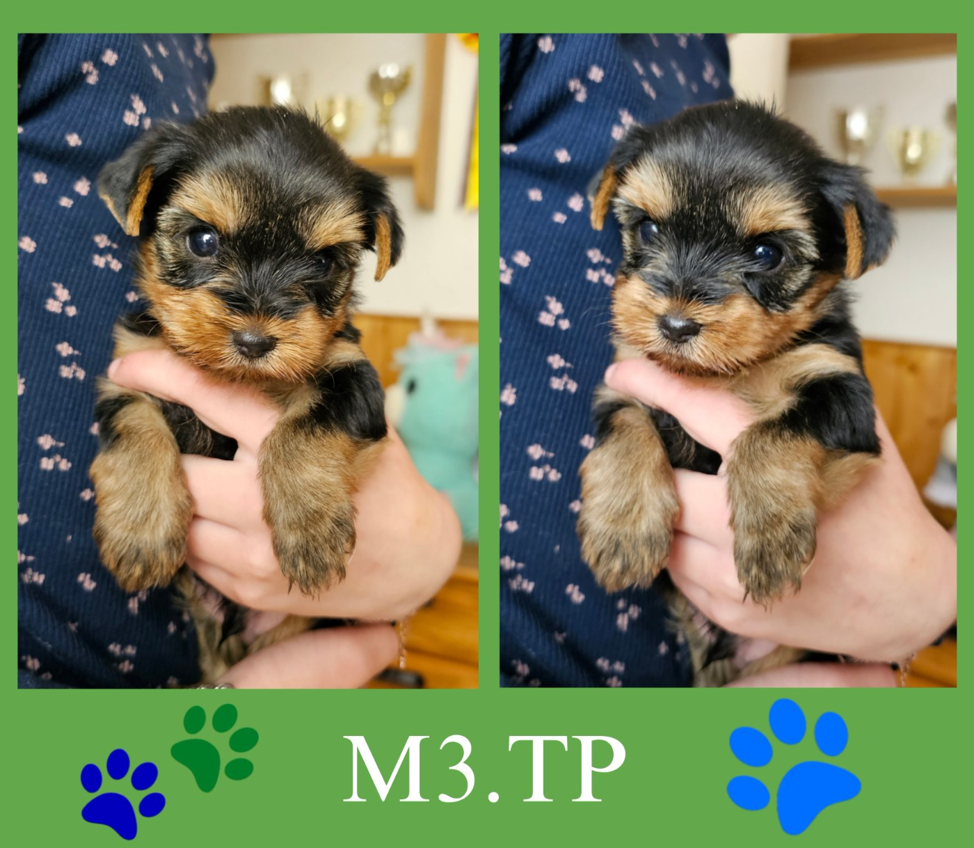 Des Pattes Impériales - Chiots disponibles - Yorkshire Terrier