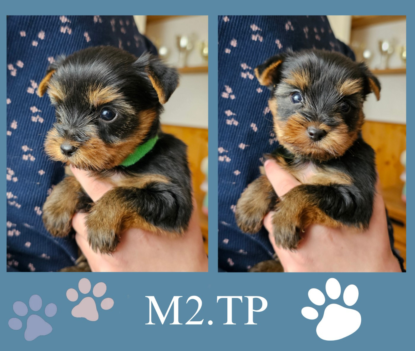 Des Pattes Impériales - Chiots disponibles - Yorkshire Terrier
