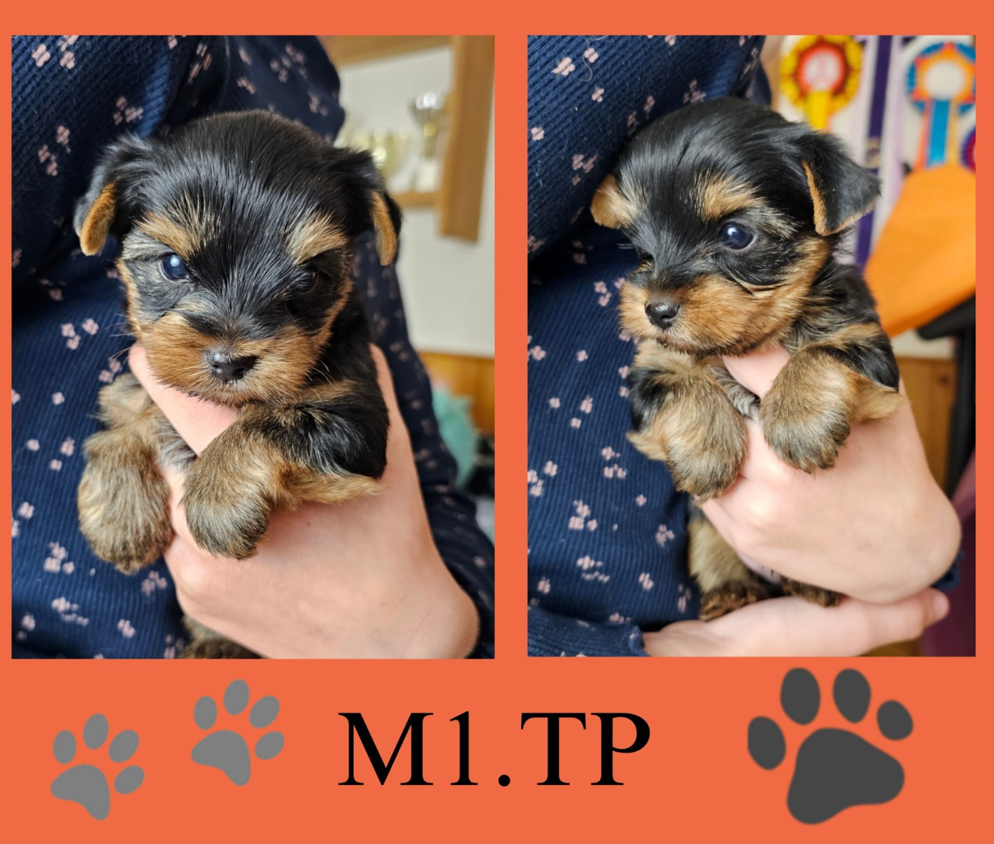 Des Pattes Impériales - Chiots disponibles - Yorkshire Terrier