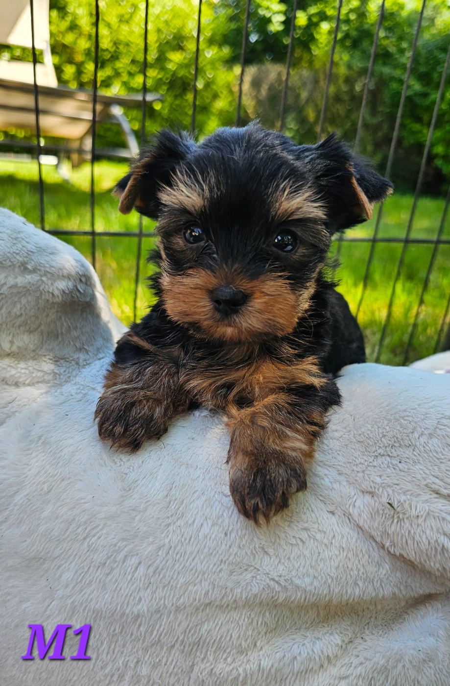 Des Pattes Impériales - Chiots disponibles - Yorkshire Terrier