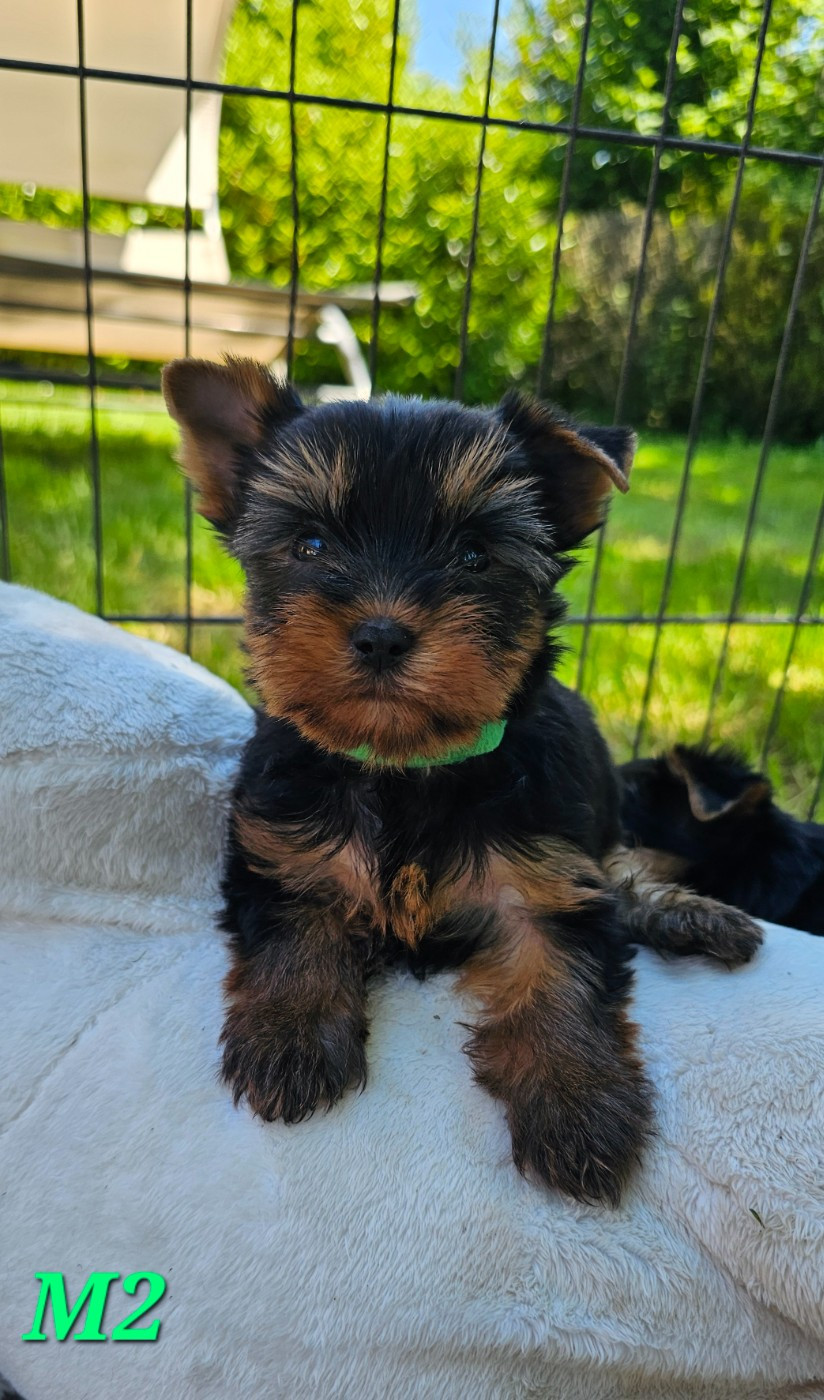 Des Pattes Impériales - Chiots disponibles - Yorkshire Terrier