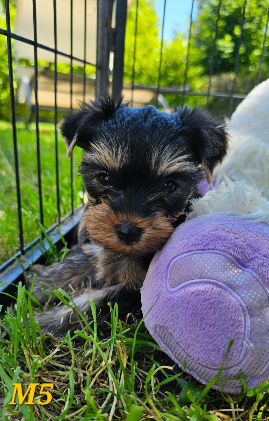 Des Pattes Impériales - Chiots disponibles - Yorkshire Terrier
