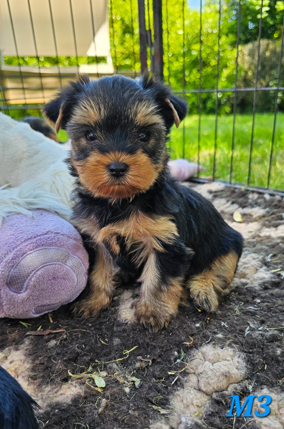 Des Pattes Impériales - Chiots disponibles - Yorkshire Terrier