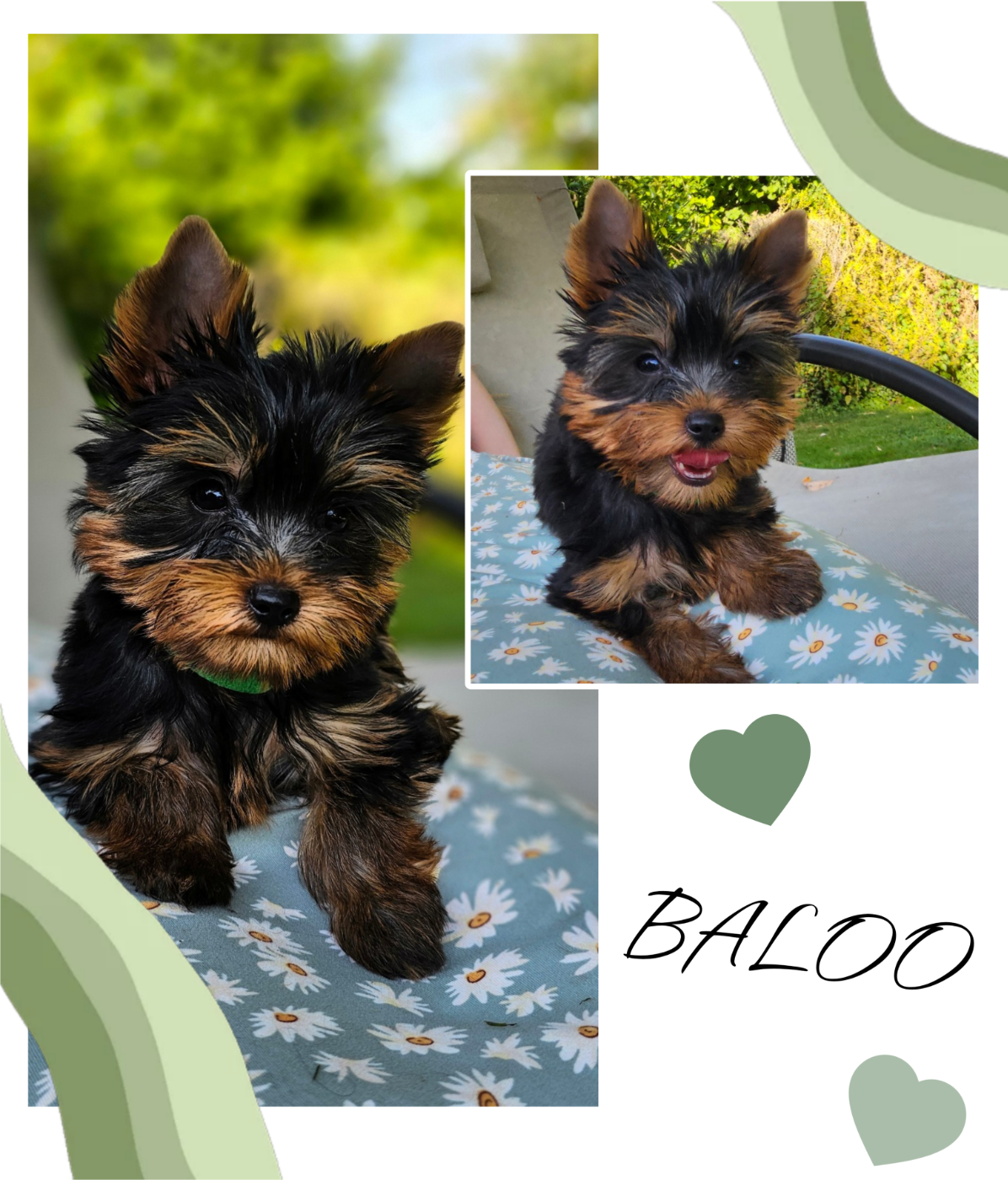 Des Pattes Impériales - Chiots disponibles - Yorkshire Terrier