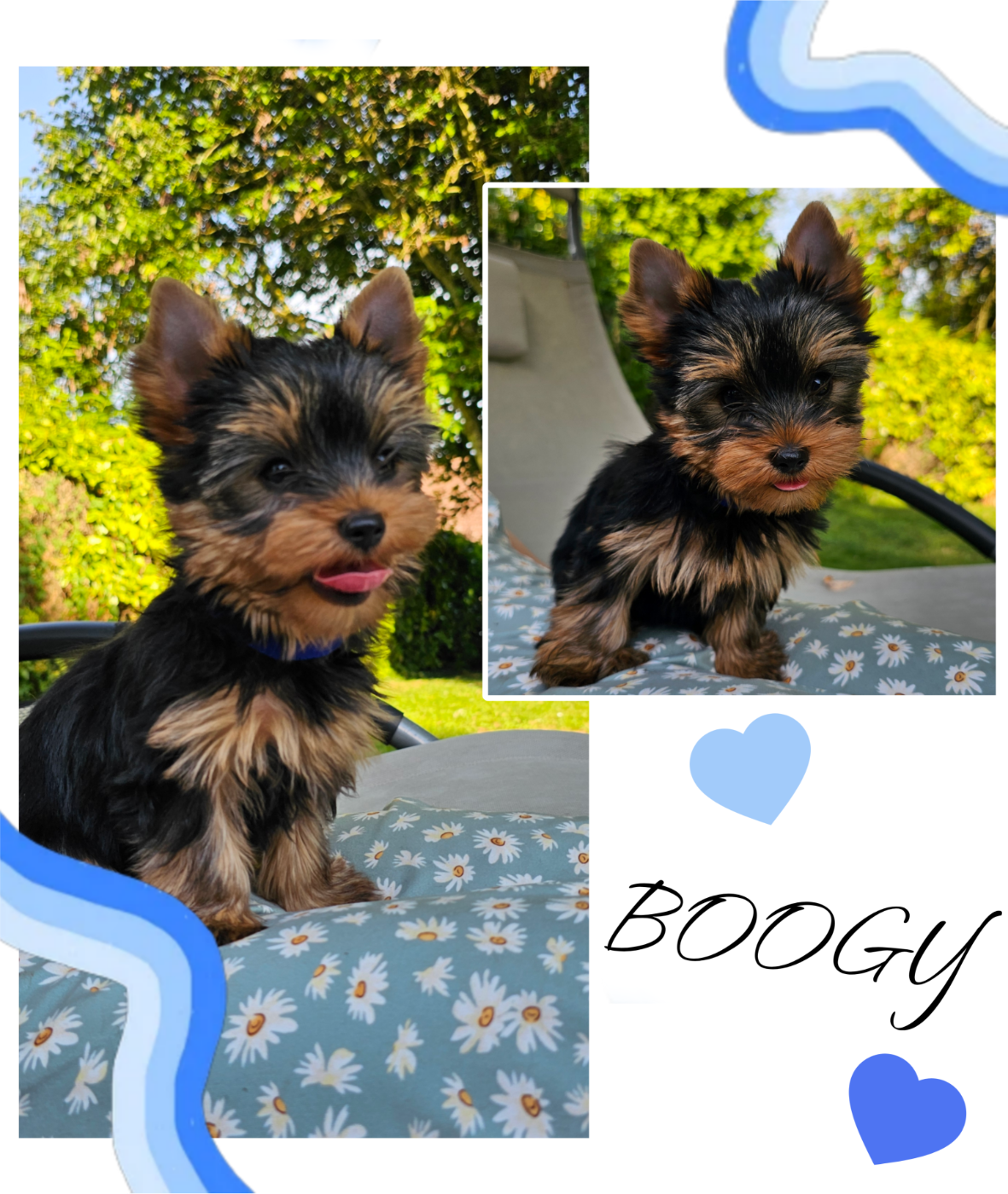 Des Pattes Impériales - Chiots disponibles - Yorkshire Terrier