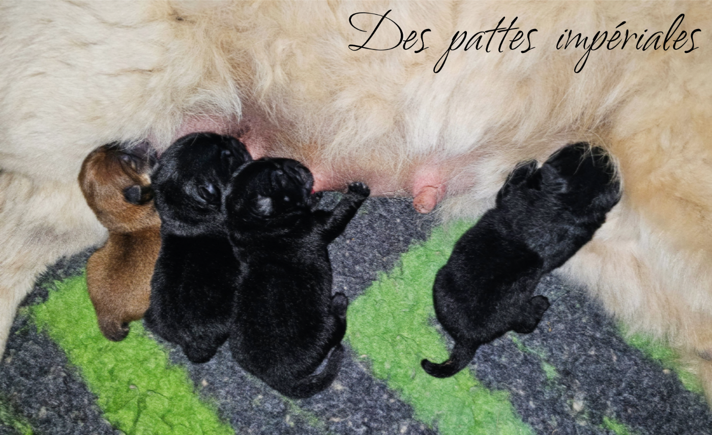 Chiot Chow Chow Des Pattes Impériales