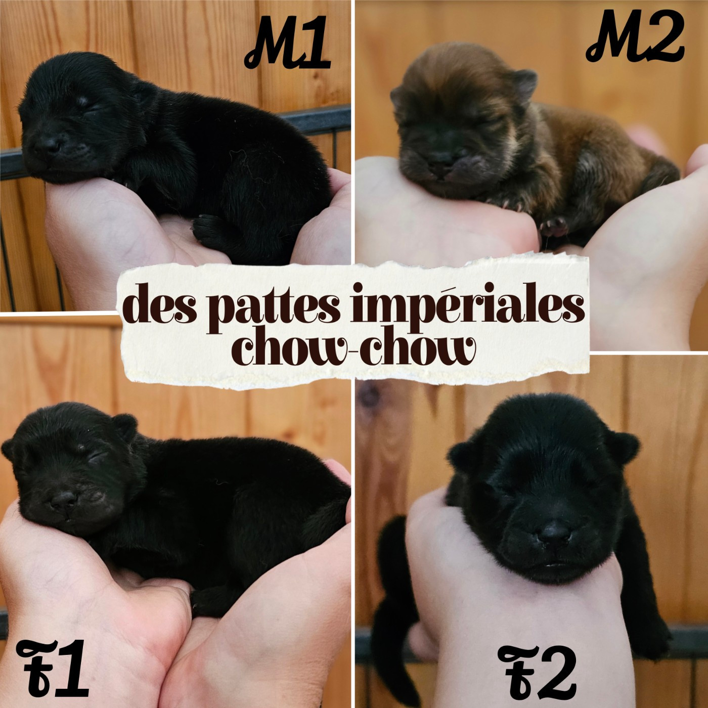 Des Pattes Impériales - Chiots disponibles - Chow Chow