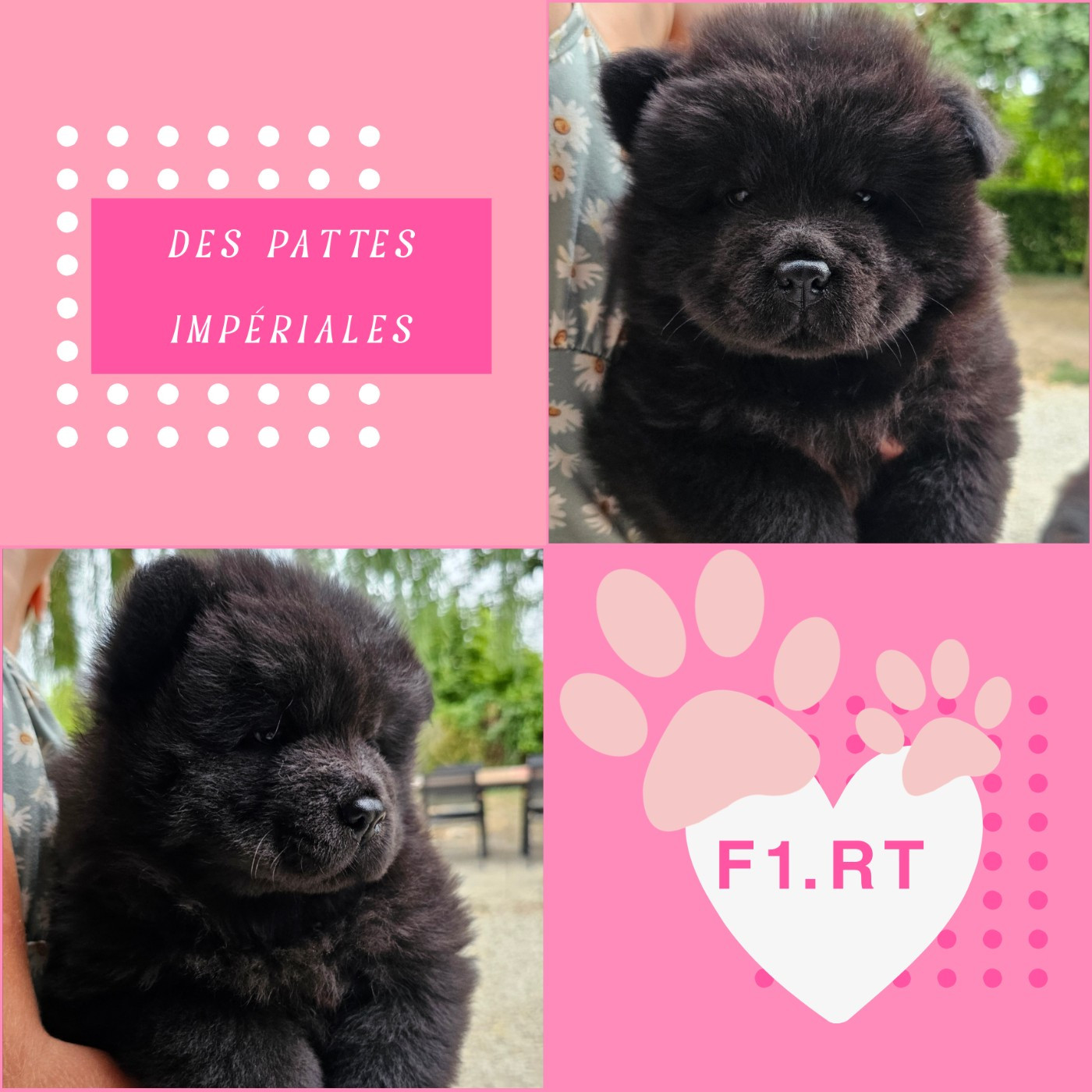 Des Pattes Impériales - Chiots disponibles - Chow Chow