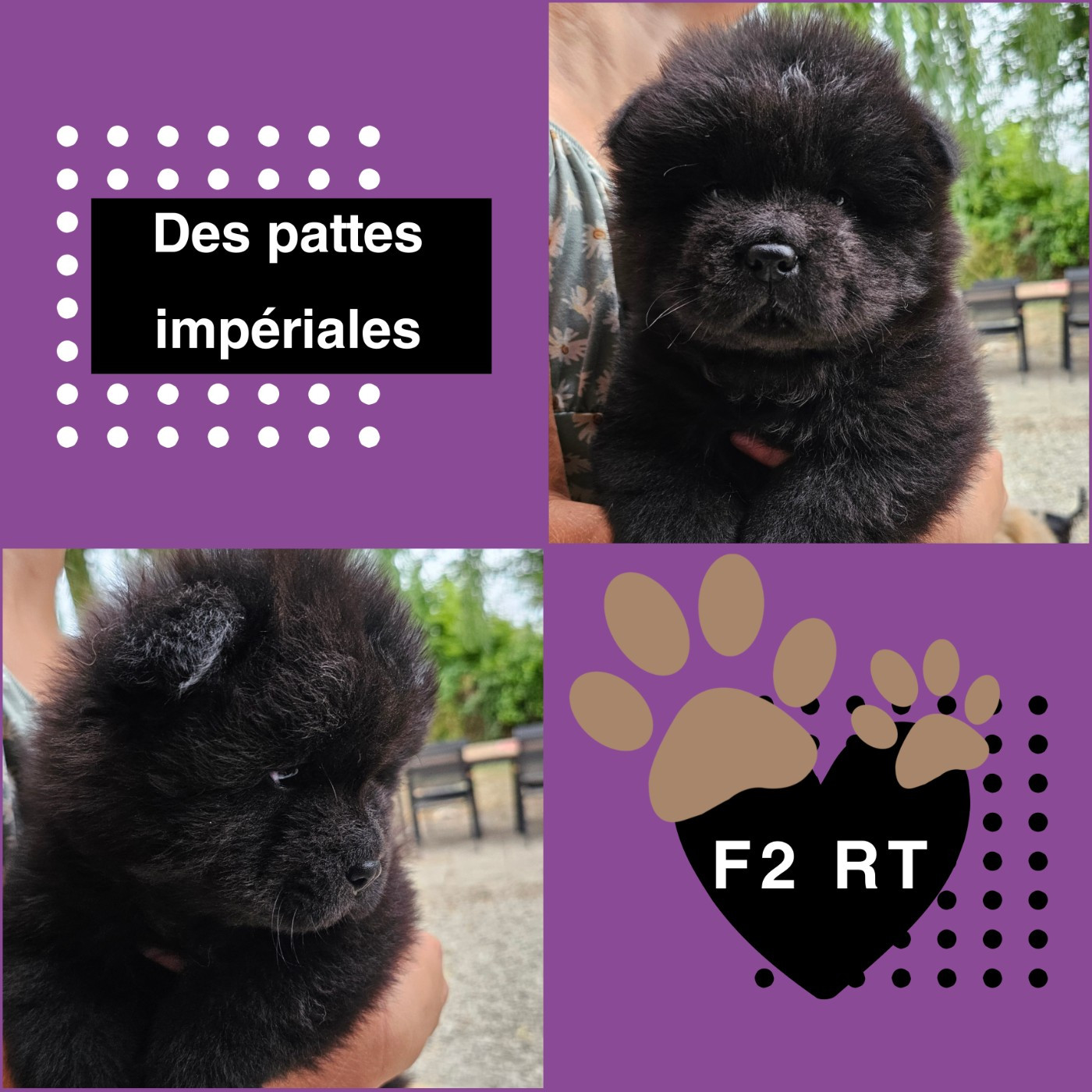 Des Pattes Impériales - Chiots disponibles - Chow Chow