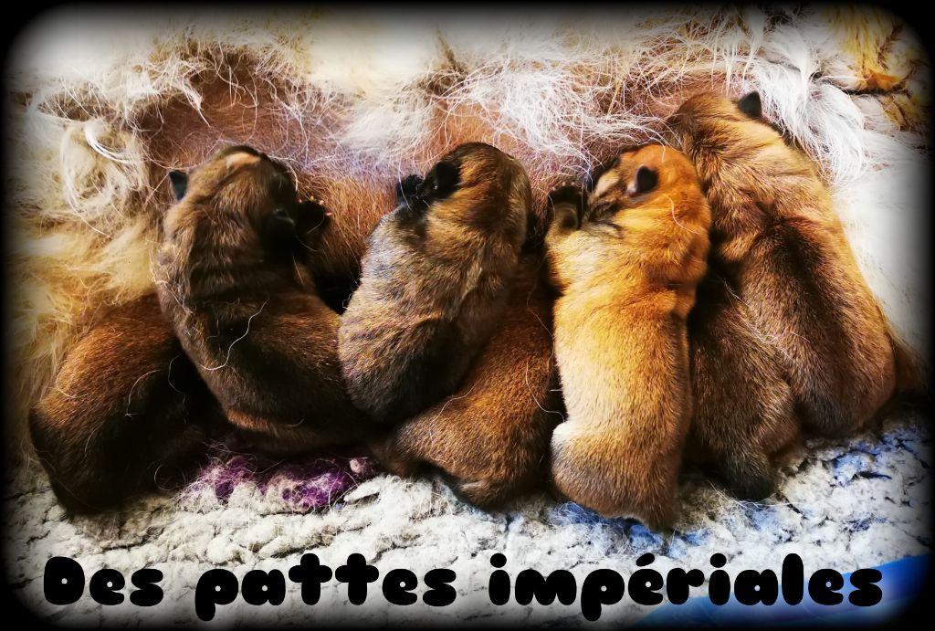 Des Pattes Impériales - Chow Chow - Portée née le 05/06/2022