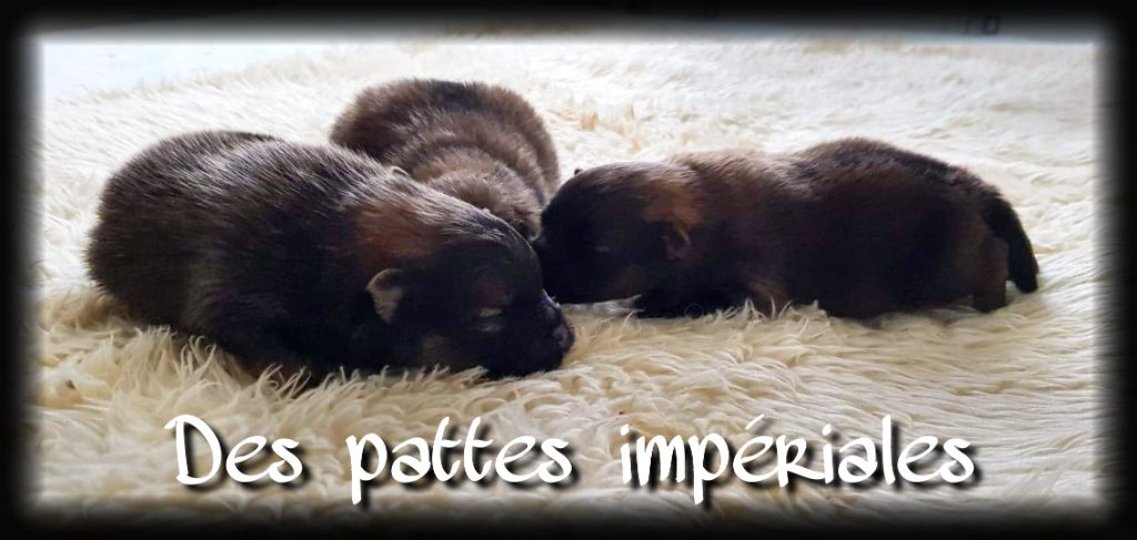 Des Pattes Impériales - Spitz allemand - Portée née le 20/06/2022