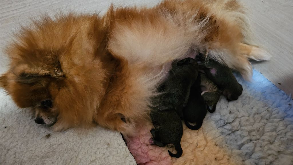 Chiot Spitz allemand Des Pattes Impériales