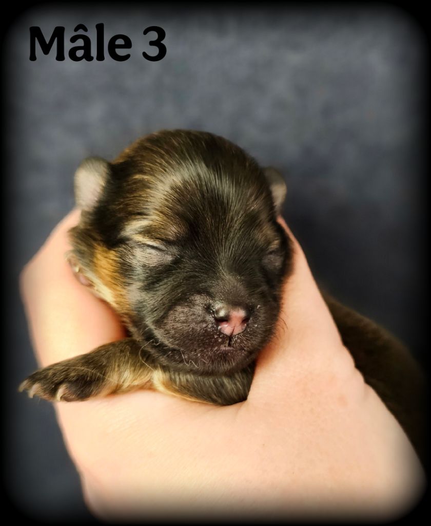 Des Pattes Impériales - Chiots disponibles - Spitz allemand