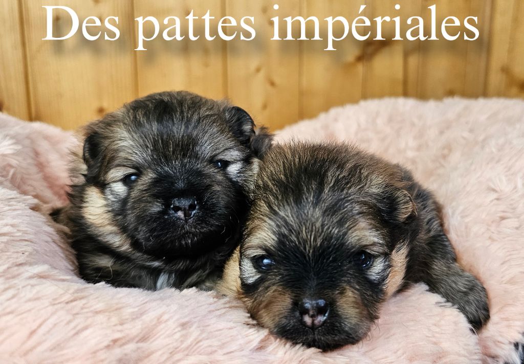 Des Pattes Impériales - Spitz allemand - Portée née le 30/04/2024