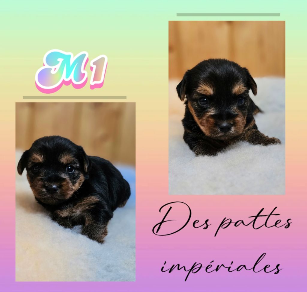 Des Pattes Impériales - Chiots disponibles - Yorkshire Terrier