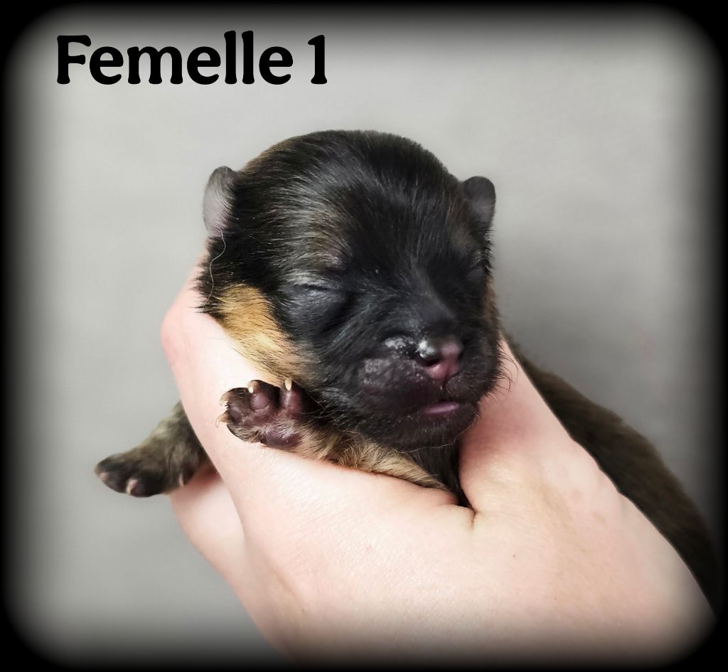 Des Pattes Impériales - Chiots disponibles - Spitz allemand